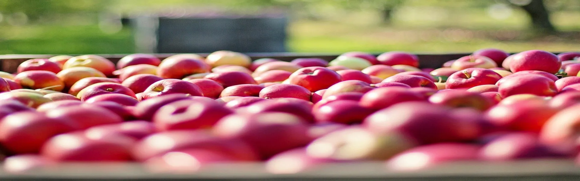 Maçãs Armazenamento em atmosfera controlada