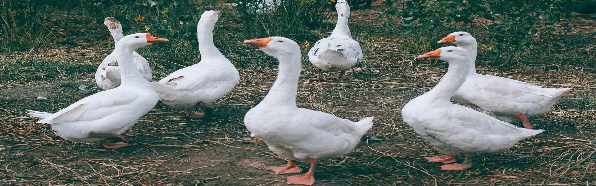 Indústria da alimentação Air Liquide