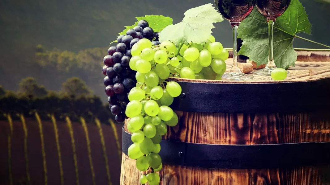 As nossas soluções para produzir os seus melhores vinhos
