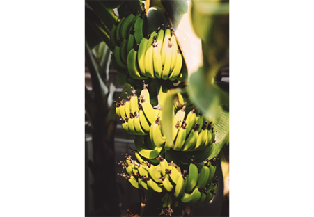 AZETHYL PHYTO - Bananes