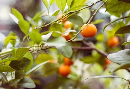 L’AZETHYL PHYTO - Agrumes