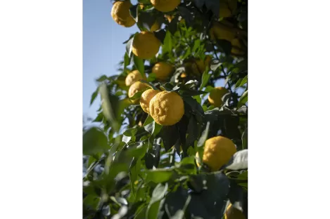 AZETHYL PHYTO - Lemon