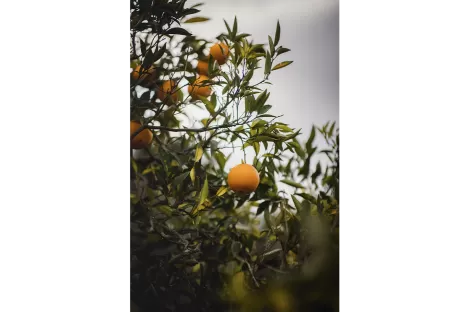 AZETHYL PHYTO - Orange