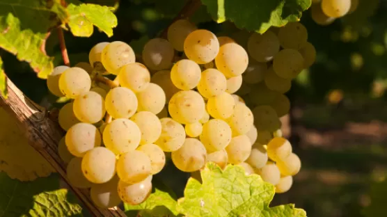 Proteja os seus mostos contra a oxidação