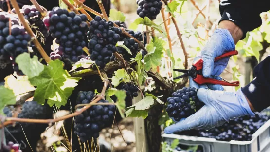 Arrefecimento das suas colheitas
