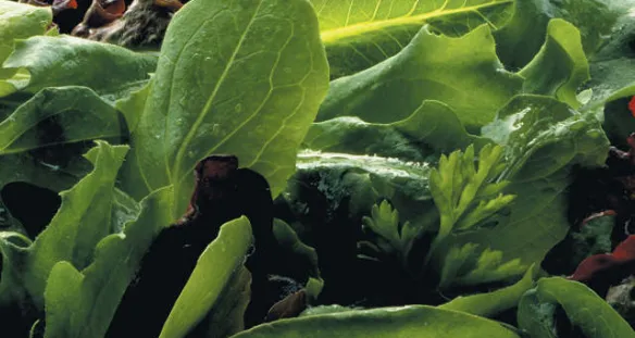 ALIGAL™ 1: azoto de qualidade alimentar (N₂) no estado gasoso