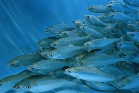 Salmão vermelho nadando em uma exploração de aquicultura.