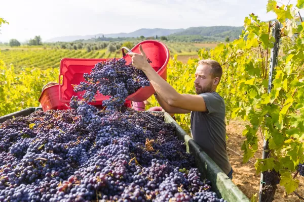 Refroidissement des vendanges - Vin