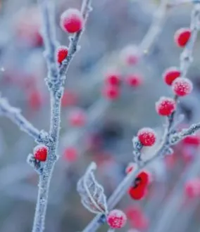 Criogenia alimentar Air Liquide