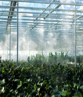 swe_greenhouse_unsplash
