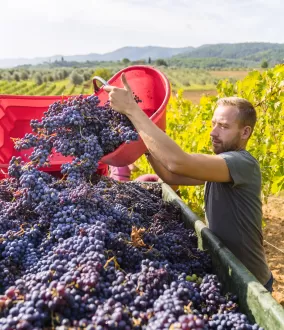 Refroidissement des vendanges - Vin