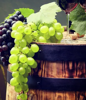 As nossas soluções para produzir os seus melhores vinhos